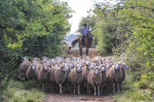 sheep mount-melsetter-karoo-accommodation