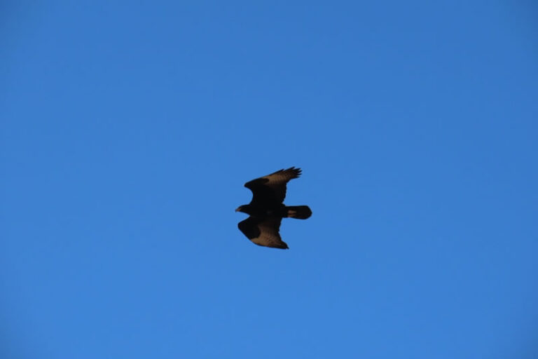 Verreauxs Eagle in flight (2)